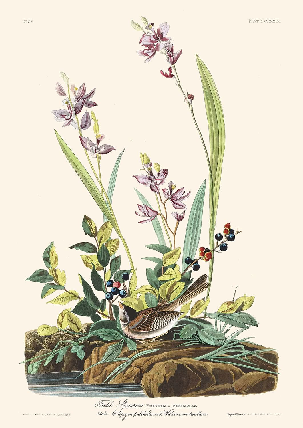 Feldsperling von John James Audubon, 1827