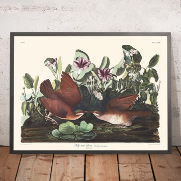 Colomba di Key West di John James Audubon, 1827 