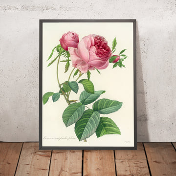 A framed image of Choix des plus belles fleurs (Plate 99) by Pierre Joseph Redouté, 1827