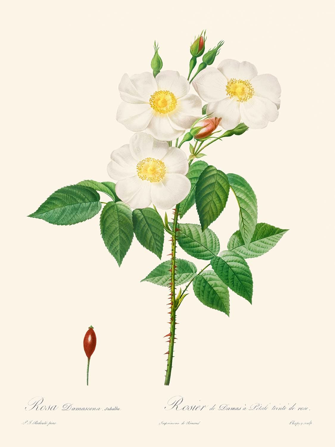 Rosa Damascena, Subalba de Pierre-Joseph Redouté, 1817