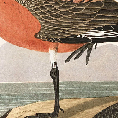 Bécasseau à poitrine rousse par John James Audubon, 1827