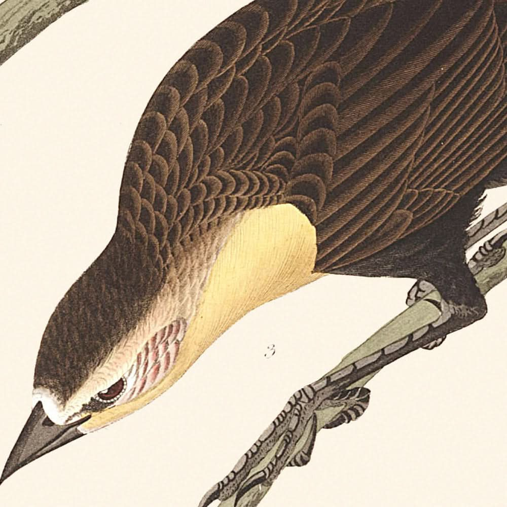 Étourneau de Nuttall, Troopial à tête jaune, Loriot de Bullock par John James Audubon, 1827