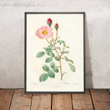 Moss Rose (Rosa muscosa ‘Simplex’) by Pierre Joseph Redouté, 1817