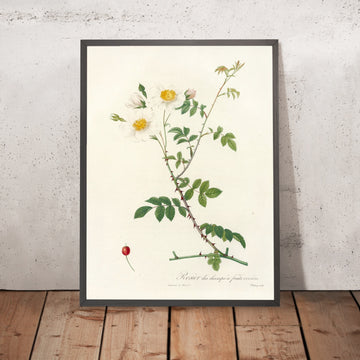 A framed image of Rosa arvensis ovata by Pierre Joseph Redouté, 1817