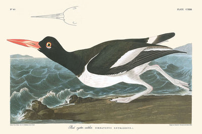 Huîtrier pie de John James Audubon, 1827