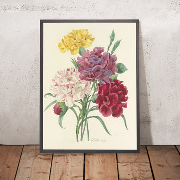 A framed image of Carnations (Plate 57) by Pierre Joseph Redouté, 1827