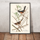 Towee Bunting di John James Audubon 1827 
