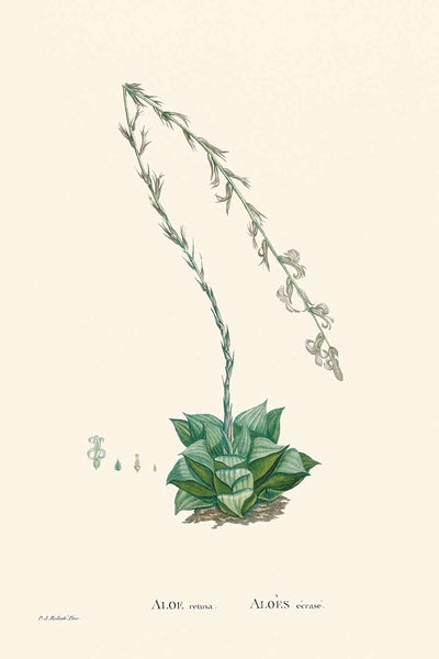 Cactus étoilé par Pierre-Joseph Redouté, 1802