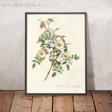 Rose (Rosa Redutea Glauca) by Pierre Joseph Redouté, 1817