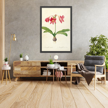 A framed image of Amaryllis (Amaryllis reticulata, Plate 4) by Pierre Joseph Redouté, 1805