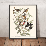 Rose-breasted Grosbeak by John James Audubon, 1827