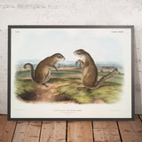 Franklin's Ground Squirrel (Spermophilus franklinii) by John Woodhouse Audubon, 1845