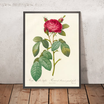 A framed image of Rosa gallica latifolia by Pierre Joseph Redouté, 1817