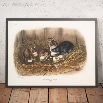 A framed image of 