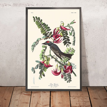 Pfeifenfliegenfänger von John James Audubon, 1827 