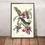 Piping Flycatcher di John James Audubon, 1827 