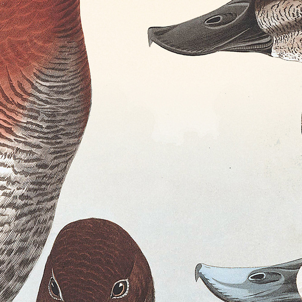 Ruddy Duck by John James Audubon 1827