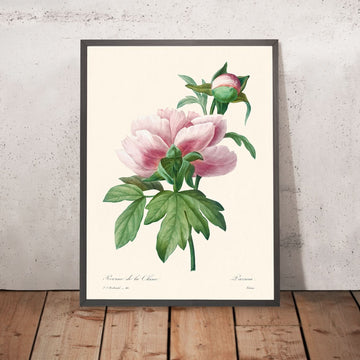 Pink Peony by Pierre-Joseph Redouté, 1802