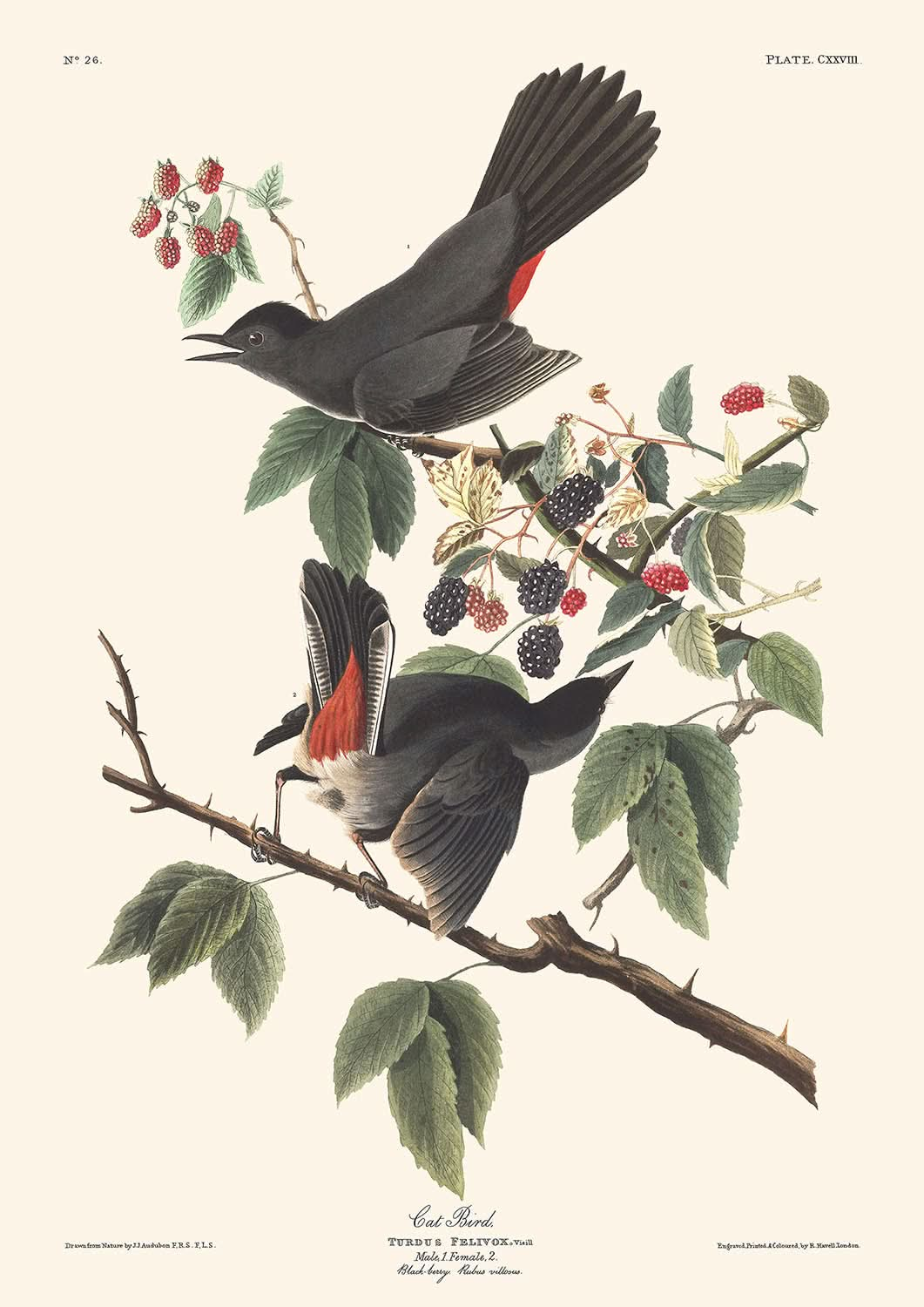 Pájaro gato, de John James Audubon, 1827