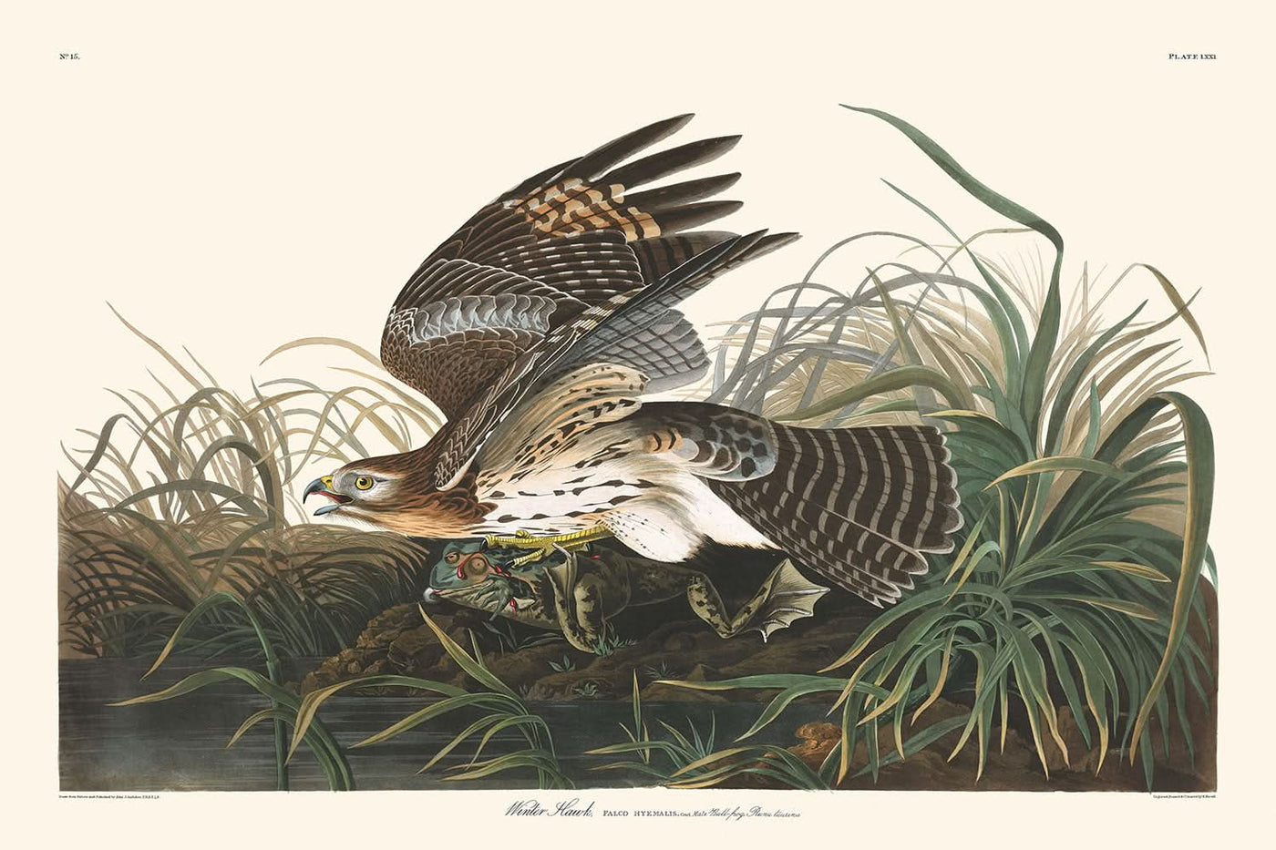 Halcón de invierno, de John James Audubon, 1827