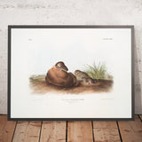 LeConte's Pine Mouse (Arvocola pinetorum) by John Woodhouse Audubon, 1845