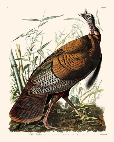 Wild Turkey by John James Audubon, 1827