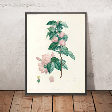 A framed image of Large-Flowered Mock Orange (Philadelphus grandiflorus, Plate 40) by Pierre Joseph Redouté, 1805