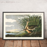 Langschnabelige Schnepfe von John James Audubon, 1827 