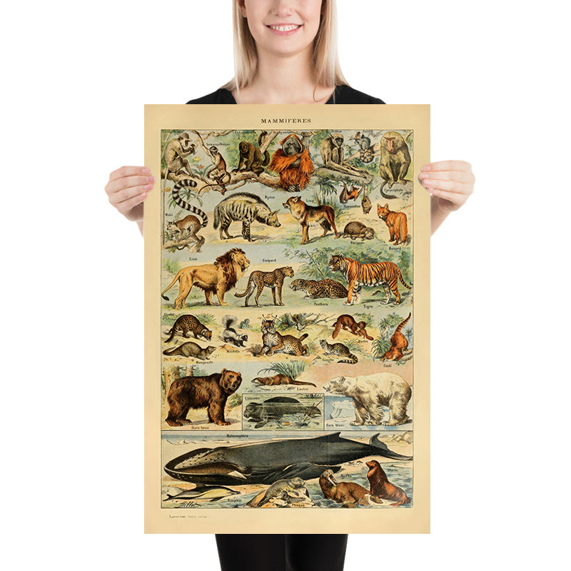 Mammals (2) by Adolphe Millot, 1890 - Cats, Dogs, Monkeys, Whales