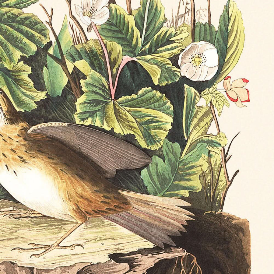 Lincoln Finch di John James Audubon, 1827 