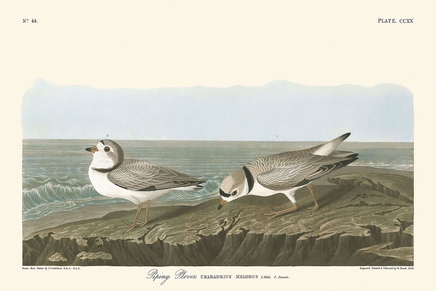 Piping Plover di John James Audubon, 1827 