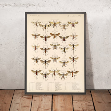 A framed image of 