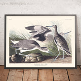 Bécasseau semipalmé, ou Willet par John James Audubon, 1827 
