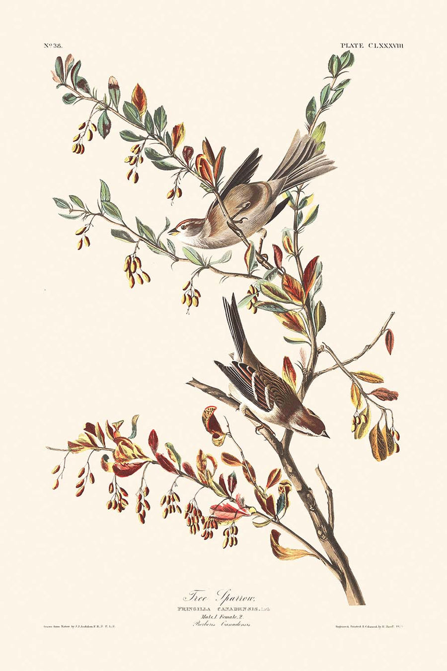 Passero degli alberi di John James Audubon, 1827 