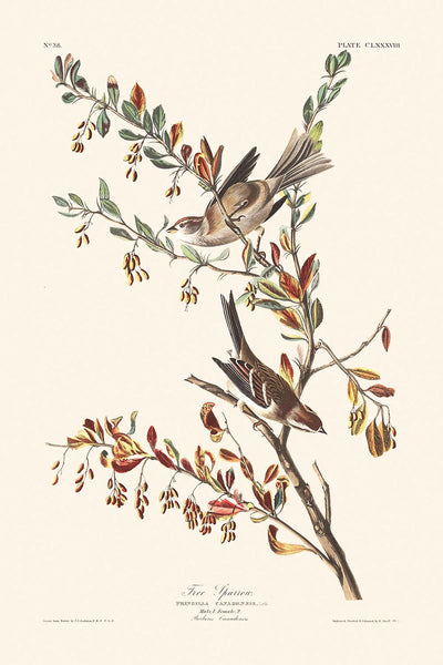 Tree Sparrow by John James Audubon, 1827