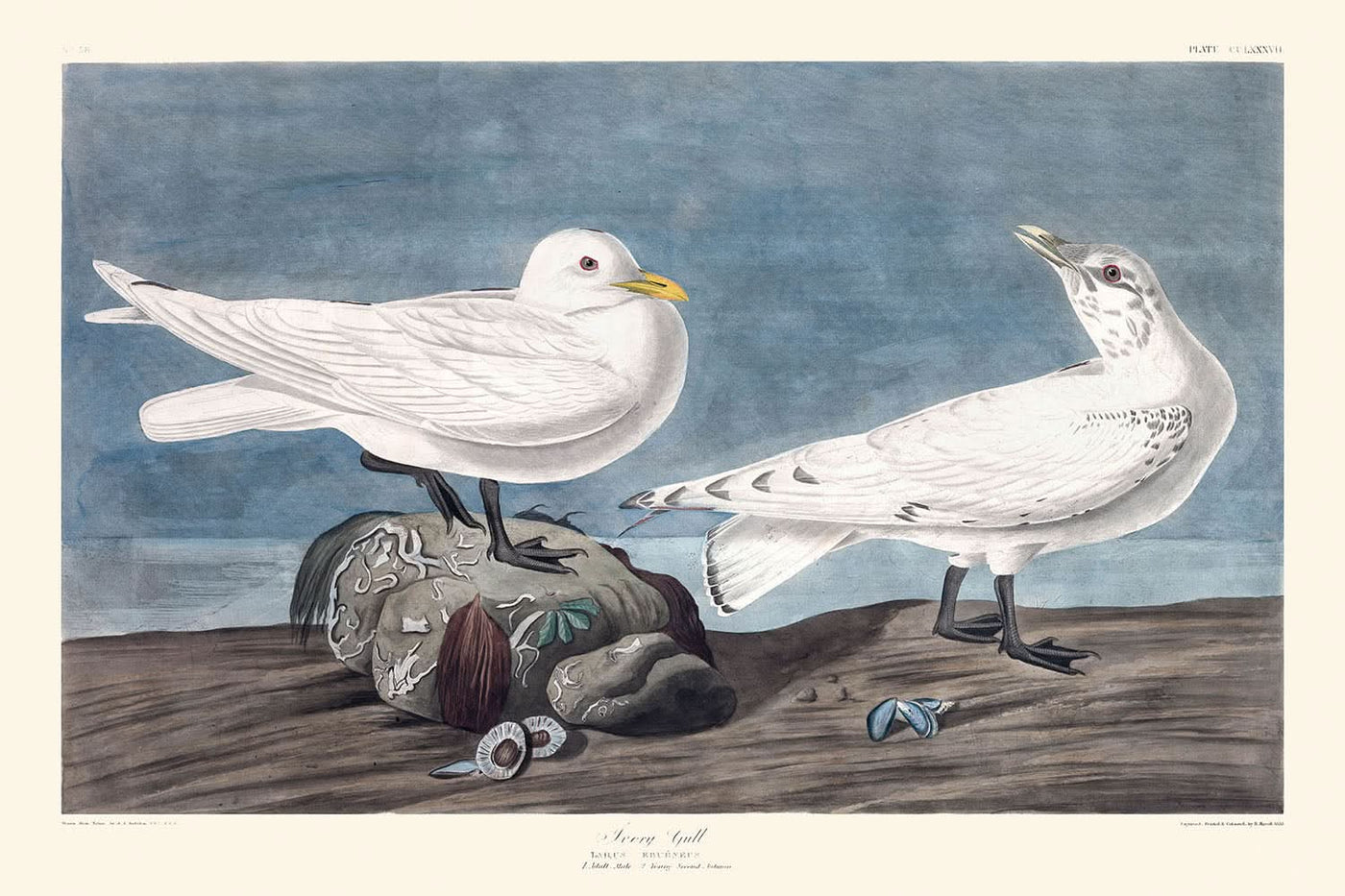 Mouette ivoire de John James Audubon, 1827