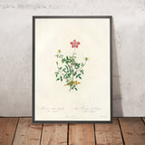 Rosa indica pumila (Single-Flowered Bengal Rose) by Pierre Joseph Redouté, 1817