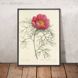 Fernleaf Peony (Paeonia tenuifolia, Plate 73) by Pierre Joseph Redouté, 1827