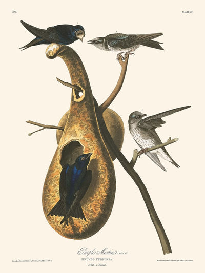 Martín purpúreo, de John James Audubon, 1827