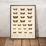 Moths (Lepidoptera-Heterocera, Plate 34) by Frederick DuCane Godman, 1879