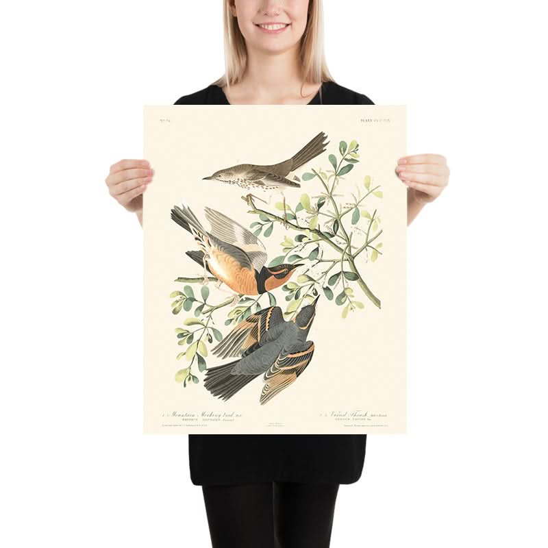 Bergmockingbird und variierter Drossel von John James Audubon, 1827 