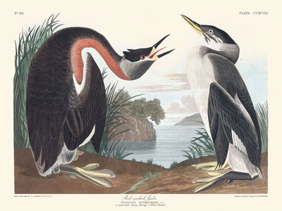 Red-necked Grebe by John James Audubon, 1827