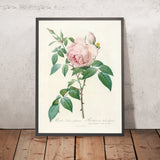Rose (Rosa indica fragrans) by Pierre Joseph Redouté, 1817