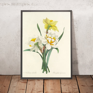 A framed image of Double Daffodils (Plate 51) by Pierre Joseph Redouté, 1827