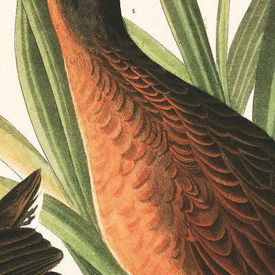 Virginia Rail by John James Audubon, 1827