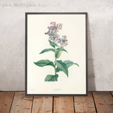 Phlox (Plate 9) by Pierre Joseph Redouté, 1805