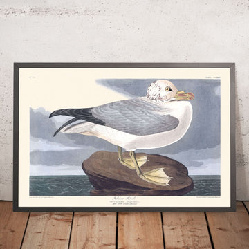 Pétrel fulmar par John James Audubon, 1827