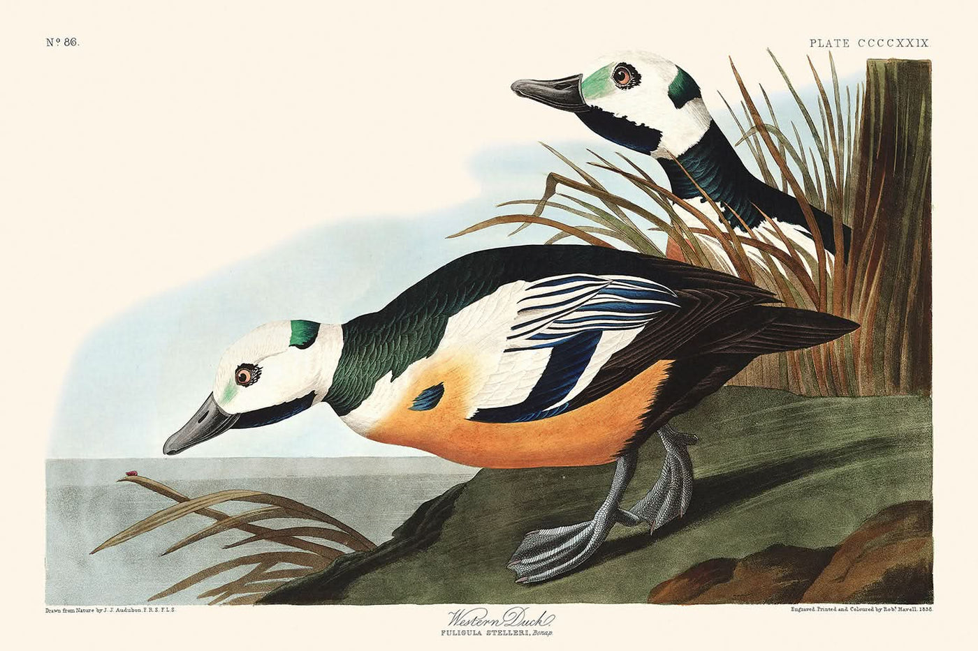 Westliche Ente von John James Audubon, 1827 