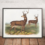 Columbian Black-tailed Deer (Cervus richardsonii) by John Woodhouse Audubon, 1845
