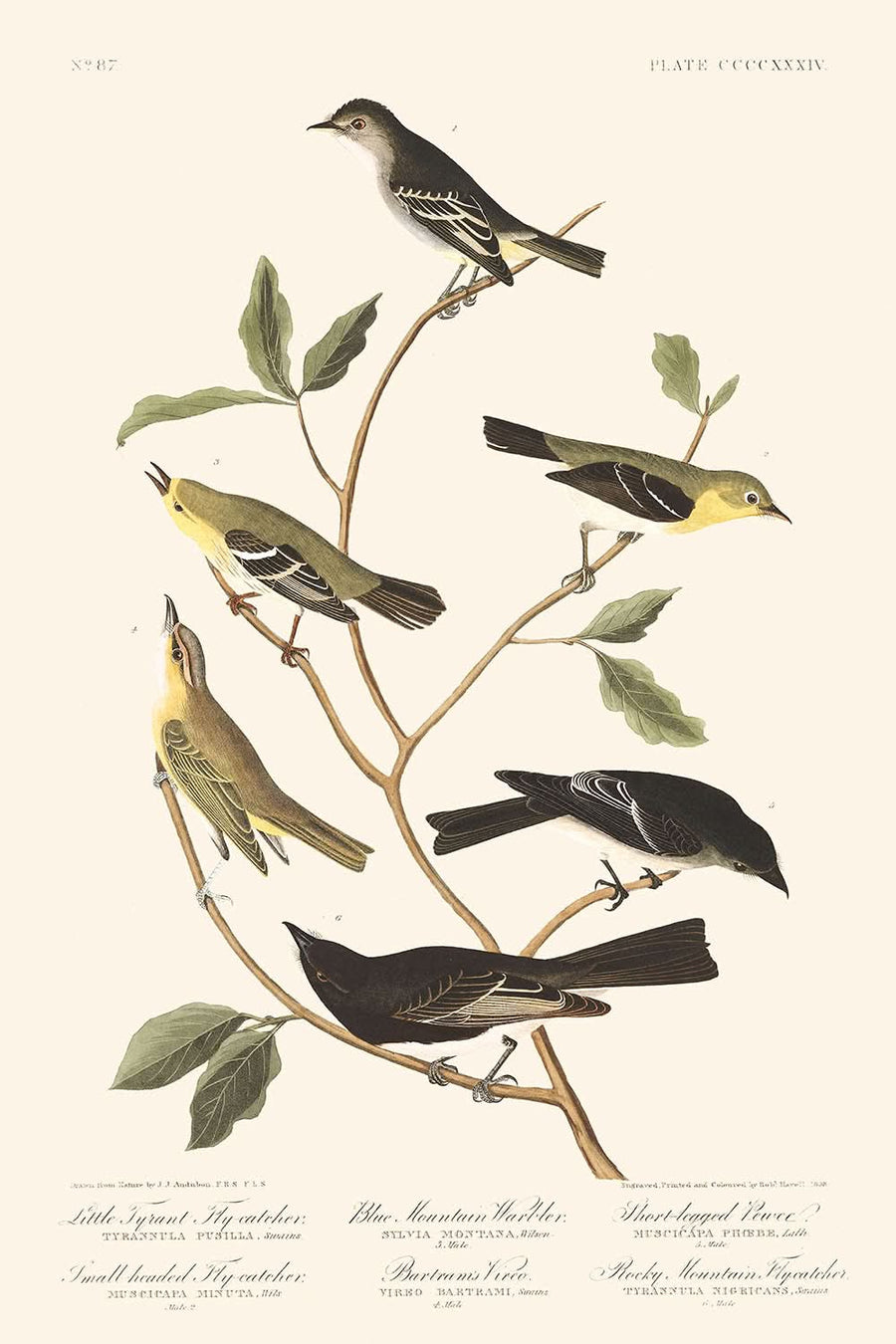 Piccolo tiranno, Pescatore a testa piccola, Warbler della Blue Mountain, Vireo di Bartram, Pewee a gambe corte, Pescatore delle Montagne Rocciose di Audubon, 1827 